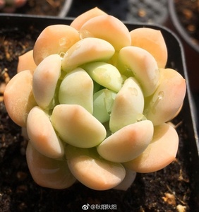 秋阳园艺 多肉 玉如意 多肉植物 杂交新品 如图 有根随机发货