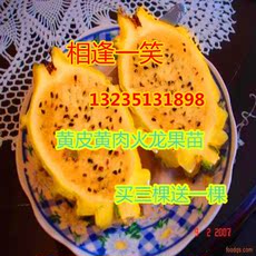 火龙果苗黄心_火龙果苗黄心
