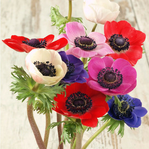 鲜花町新鲜进口/国产银莲花b级以上昆明直发鲜切花家庭办公室水养