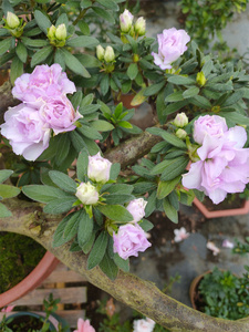 皋月杜鹃岸牡丹品种杜鹃盆景盆栽绿植花卉吸甲醛净化空气美观阳台