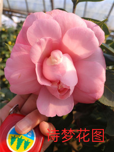 诗梦茶花