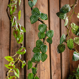 掬涵新款仿真西瓜叶花艺藤条缠绕装饰造景雨林植物墙管道吊顶藤蔓