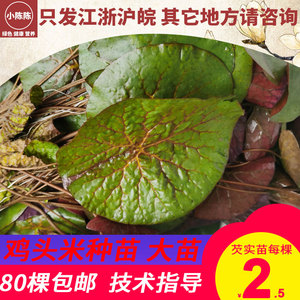 鸡头米苗芡实苗大苗40棵包邮苏芡苗鸡头苞杆果大无刺型苗芡实苗