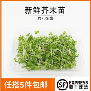 新鲜芥末苗 西餐摆盘苗芽菜西餐沙拉菜摆盘食用菜苗装饰点缀花苗