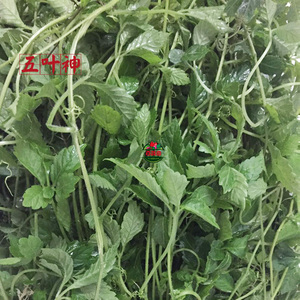 五叶神煲汤草