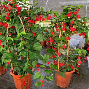 宫廷红灯笼花苗四季开花爬藤植物倒挂金钟盆栽阳台观花期超长花卉