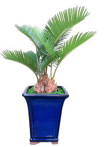 迷你网红小铁树多头凤尾铁阳台庭院楼顶太空净化空气观叶蓝色盆景