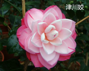 津川绞茶花嫁接两年大苗 精品多色系品种 当年开花 包对版