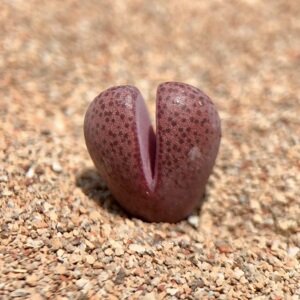 酒红紫熏生石花