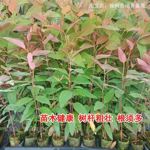速生桉苗 广29巨桉树苗 29号 常绿经济林木材树 生长快造林桉树苗