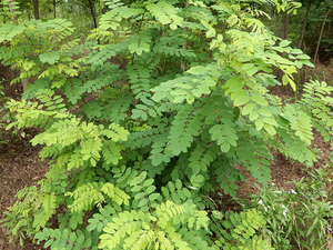 800人付款淘宝中药材 槐枝 槐树枝新鲜晒干杨槐条