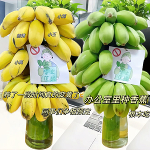 禁止蕉绿苹果蕉12斤水培香蕉新鲜Banana应季水果批发产地直销