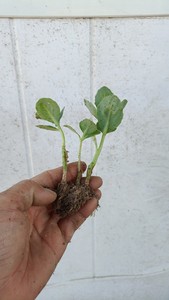 微型盆景 八宝景天 云南白药草 蚊虫叮咬 止痒 盆栽 绿植吸甲