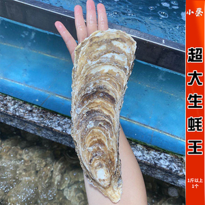 鲜活超大生蚝王 海鲜贝类乳山生蚝牡蛎带壳生蚝肉 烧烤1个1斤以上