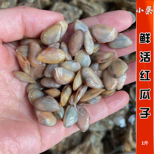 鲜活红瓜子海鲜水产贝壳新鲜野生活鲜海瓜子白瓜子青瓜子1斤500g