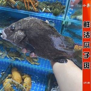 鲜活瓜子斑海鲜水产活海鱼新鲜黑包公雕鱼花尾真雕鱼龙胆鱼1斤1条