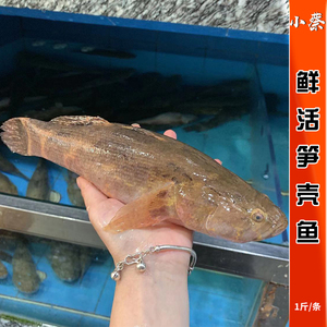 鲜活笋壳鱼野生淡水活鱼海鲜水产新鲜桂鱼多宝鱼龙胆青斑1斤1条