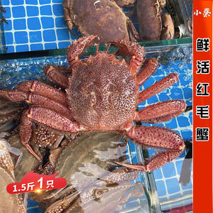 鲜活红毛蟹海鲜水产活大红毛蟹帝王蟹板蟹长脚蟹1.5斤1只