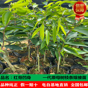 红骨凹身奇楠嫁接苗正宗名贵原母树一代棋楠沉香树苗绿化木苗盆栽