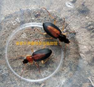 促销蠋步甲活体,活赤胸长布甲科研教学,儿童宠物运输包活