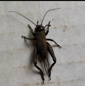 灶马蟋蟀,大油葫芦成虫幼虫棺材板,驼螽突灶螽等鸣虫活体宠物