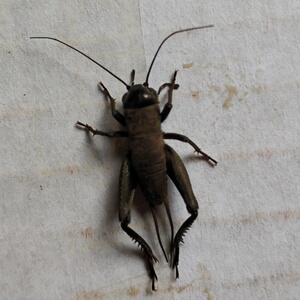 斗蟋蟀油葫芦棺材板蟋蟀幼虫成虫,鸣虫活蛐蛐宠物促销包活