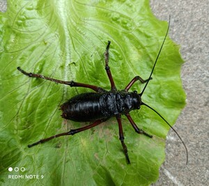 促销懒螽活体,活笨棘颈螽,山草驴直翅目硕螽科昆虫鸣虫宠物蝈蝈