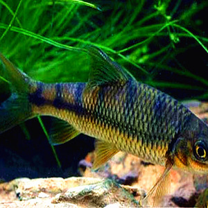 溪水鱼 马口  小溪清水鱼 野生 石斑鱼 清水小河鱼 原生态