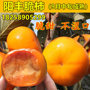 日本甜柿苗 阳丰柿子树苗 脆甜柿子苗可直接食用南北方种植果树苗