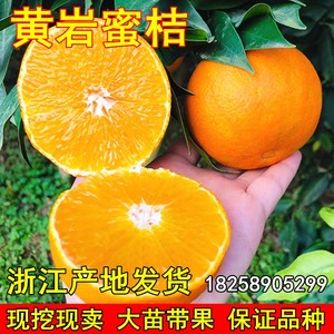 黄岩无核蜜桔苗 黄岩蜜桔树苗 柑橘苗橘子树苗带果南方种植果树苗