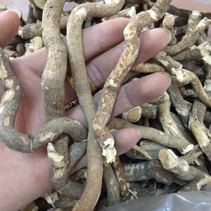 切粒野生独行千里 铁牛钻石条 钻石风 石钻子 青木香广香藤 500克