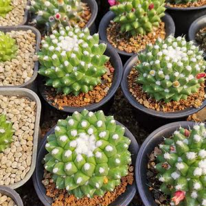 实生精品雪糕仙人球 迎春软刺短刺绿小植盆栽办公室吸甲醛迷你球