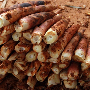 【现挖雷笋】现挖雷笋品牌,价格 - 阿里巴巴