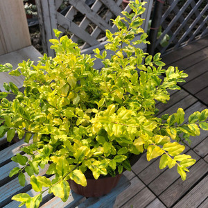 金叶女贞盆栽柠檬之光球形小叶女贞阳台室外耐热耐寒木本植物