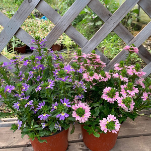 草海桐蓝色粉色半扇花盆栽阳台室外多年生宿根耐寒耐热花期长