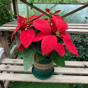 一品红圣诞花盆栽开花绿植室内办公室阳台大红色年宵花 净化空气