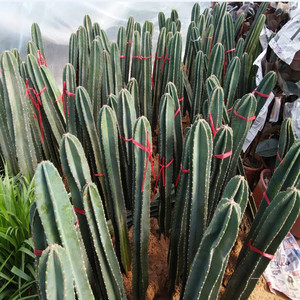 【擎天柱仙人掌】擎天柱仙人掌品牌,价格 - 阿里巴巴