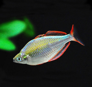 电光美人鱼灯鱼活体观赏鱼美人类宠物