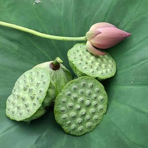 新鲜莲蓬莲子米中等大小颗莲子肉白莲富硒孕妇荷叶花水果精选10个