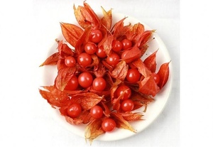 东北姑娘果苦菇茑红、黄、洋姑娘儿野生灯笼果一年生水果种子种苗