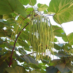 梓树苗臭梧桐家庭园艺盆栽四季易活美观趣味特价包邮公园植树造林