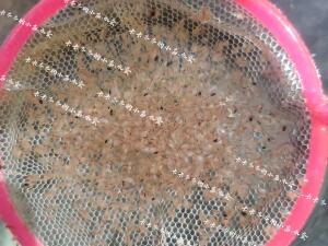 水蚤活体包邮水蚤活苗鱼虫鱼食鱼苗开口料水蚤干水蚤冰冻红虫繁殖