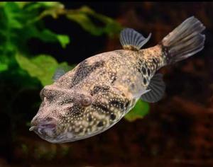 天津鱼哥水族v字狗头群游热带鱼活体淡水河豚会鼓气凶猛肉食性