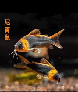 天津鱼哥水族尼青鼠鱼尼格罗青鼠群游淡水南美鱼缸底栖活体