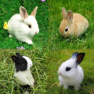 兔子活体宠物兔活体公主兔小白黑兔荷兰侏儒 垂耳 折耳猫猫兔活物