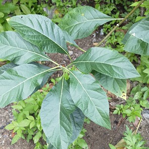 00饰品行行淘宝正宗马来西亚品种 南非叶 南非草 鲜叶 无污染新鲜