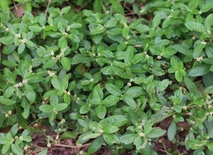 新鲜莲子草 虾钳菜 白花仔节节花 水牛膝中草药现采500克包邮