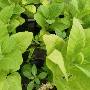 新鲜大风草 大风艾 艾纳香牛耳艾大枫草小苗1棵