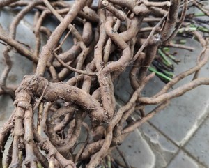 新鲜谢三娘 红花丹 紫雪花 红三娘地三娘500克纯根