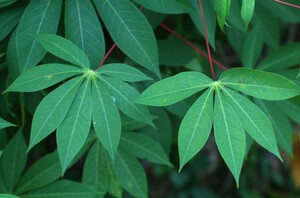 新鲜野生木薯叶 南洋木薯叶 树薯叶现采500克包邮